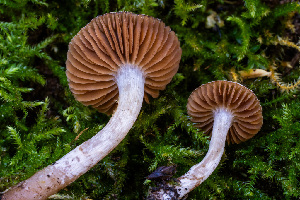  ( - FDS-CA-05880)  @11 [ ] by-nc (2024) Dean Lyons Fungal Diversity Survey