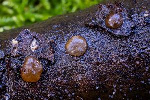  ( - FDS-CA-05821)  @11 [ ] by-nc (2024) Dean Lyons Fungal Diversity Survey