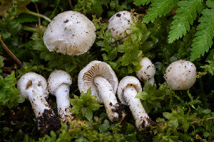 ( - FDS-CA-05820)  @11 [ ] by-nc (2024) Dean Lyons Fungal Diversity Survey