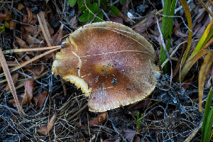  ( - FDS-CA-06915)  @11 [ ] by-nc (2024) Dean Lyons Fungal Diversity Survey
