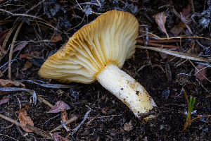  ( - FDS-CA-06915)  @11 [ ] by-nc (2024) Dean Lyons Fungal Diversity Survey