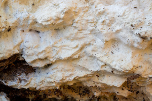 (Vararia - FDS-CA-00844)  @11 [ ] by-nc (2024) Dean Lyons Fungal Diversity Survey