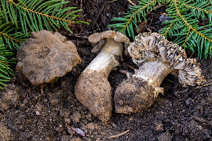  (Tricholoma atroviolaceum - FDS-CA-00847)  @11 [ ] by-nc (2024) Dean Lyons Fungal Diversity Survey