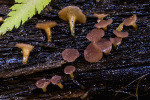  (Hymenoscyphus sp. CA09 - FDS-CA-00870)  @11 [ ] by-nc (2024) Dean Lyons Fungal Diversity Survey