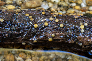  ( - FDS-CA-05816)  @11 [ ] by-nc (2024) Dean Lyons Fungal Diversity Survey