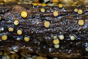  (Vibrissea sp. CA02 - FDS-CA-05816)  @11 [ ] by-nc (2024) Dean Lyons Fungal Diversity Survey