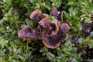  ( - FDS-CA-05812)  @11 [ ] by-nc (2024) Dean Lyons Fungal Diversity Survey