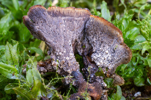  ( - FDS-CA-05812)  @11 [ ] by-nc (2024) Dean Lyons Fungal Diversity Survey