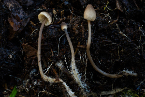  ( - FDS-CA-05817)  @11 [ ] by-nc (2024) Dean Lyons Fungal Diversity Survey