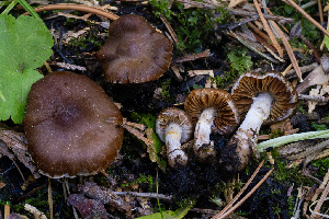  ( - FDS-CA-00853)  @11 [ ] by-nc (2024) Dean Lyons Fungal Diversity Survey