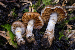  (Cortinarius sp. PNW88 - FDS-CA-00853)  @11 [ ] by-nc (2024) Dean Lyons Fungal Diversity Survey