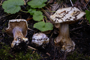  ( - FDS-CA-00859)  @11 [ ] by-nc (2024) Dean Lyons Fungal Diversity Survey