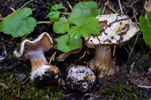  ( - FDS-CA-00859)  @11 [ ] by-nc (2024) Dean Lyons Fungal Diversity Survey