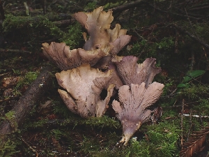  ( - FDS-CA-08010)  @11 [ ] by (2024) Mandy Hackney Fungal Diversity Survey