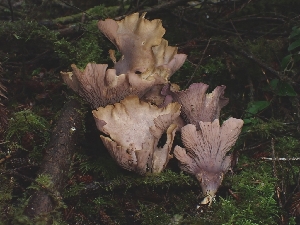  ( - FDS-CA-08010)  @11 [ ] by (2024) Mandy Hackney Fungal Diversity Survey