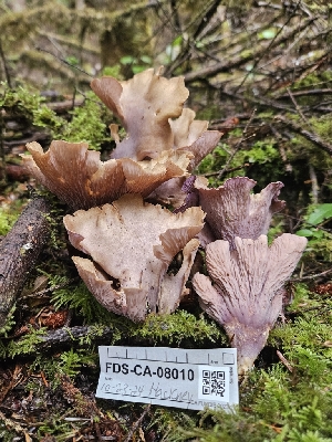  ( - FDS-CA-08010)  @11 [ ] by (2024) Mandy Hackney Fungal Diversity Survey