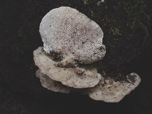  ( - FDS-CA-08011)  @11 [ ] by (2024) Mandy Hackney Fungal Diversity Survey