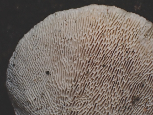  ( - FDS-CA-08011)  @11 [ ] by (2024) Mandy Hackney Fungal Diversity Survey