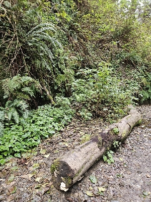  ( - FDS-CA-08011)  @11 [ ] by (2024) Mandy Hackney Fungal Diversity Survey
