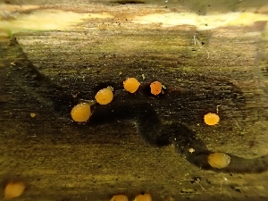  (Dacrymyces sp. stillatus-CA01 - FDS-CA-07676)  @11 [ ] by-nc (2024) Sadie Hickey Fungal Diversity Survey