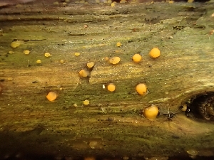  ( - FDS-CA-07676)  @11 [ ] by-nc (2024) Sadie Hickey Fungal Diversity Survey