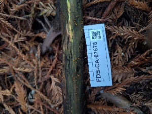  ( - FDS-CA-07676)  @11 [ ] by-nc (2024) Sadie Hickey Fungal Diversity Survey