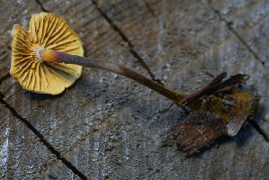  ( - FDS-CA-05447)  @11 [ ] by-nc (2024) Unspecified Fungal Diversity Survey