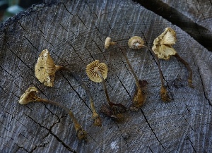  ( - FDS-CA-05447)  @11 [ ] by-nc (2024) Unspecified Fungal Diversity Survey