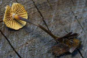 ( - FDS-CA-05447)  @11 [ ] by-nc (2024) Unspecified Fungal Diversity Survey