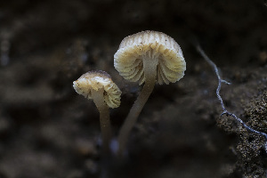  ( - FDS-CA-05882)  @11 [ ] by-nc (2024) Dean Lyons Fungal Diversity Survey