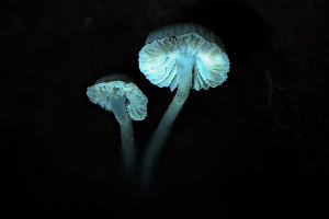  ( - FDS-CA-05882)  @11 [ ] by-nc (2024) Dean Lyons Fungal Diversity Survey