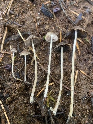  (Psathyrella rufogrisea - FDS-CA-07526)  @11 [ ] c (2024) Marinna Grijalva Fungal Diversity Survey