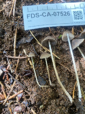  ( - FDS-CA-07526)  @11 [ ] c (2024) Marinna Grijalva Fungal Diversity Survey