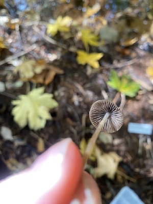  ( - FDS-CA-07526)  @11 [ ] c (2024) Marinna Grijalva Fungal Diversity Survey