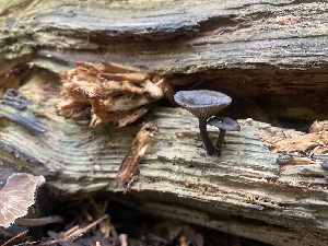  ( - FDS-CA-07524)  @11 [ ] c (2024) Marinna Grijalva Fungal Diversity Survey