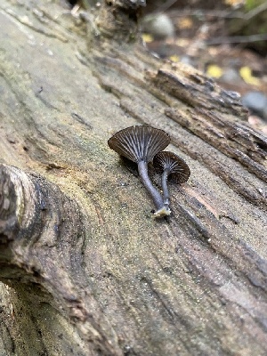  ( - FDS-CA-07524)  @11 [ ] c (2024) Marinna Grijalva Fungal Diversity Survey