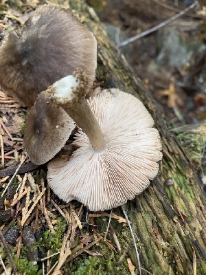  ( - FDS-CA-07523)  @11 [ ] c (2024) Marinna Grijalva Fungal Diversity Survey