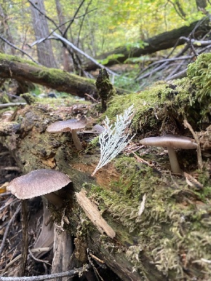  (Pluteus sp. salicinus-PNW11 - FDS-CA-07523)  @11 [ ] c (2024) Marinna Grijalva Fungal Diversity Survey
