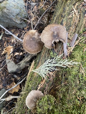  ( - FDS-CA-07523)  @11 [ ] c (2024) Marinna Grijalva Fungal Diversity Survey