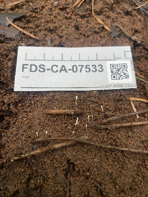  ( - FDS-CA-07533)  @11 [ ] c (2024) Marinna Grijalva Fungal Diversity Survey
