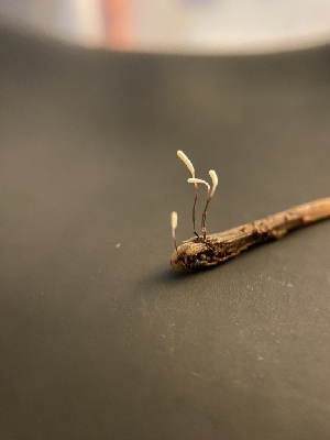  ( - FDS-CA-07533)  @11 [ ] c (2024) Marinna Grijalva Fungal Diversity Survey