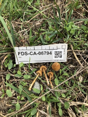  ( - FDS-CA-06794)  @11 [ ] by (2024) Justin Paulin Fungal Diversity Survey