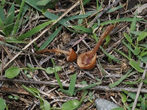  ( - FDS-CA-06794)  @11 [ ] by (2024) Justin Paulin Fungal Diversity Survey