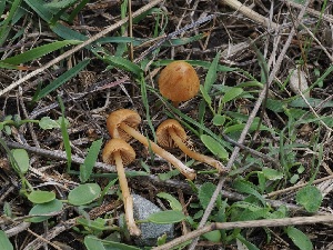  (Conocybe sp. ON01 - FDS-CA-06794)  @11 [ ] by (2024) Justin Paulin Fungal Diversity Survey