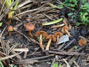  (Cortinarius saniosopygmaeus - FDS-CA-06793)  @11 [ ] by (2024) Justin Paulin Fungal Diversity Survey