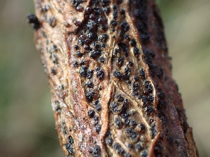  (Diatrype glomeraria - FDS-CA-07604)  @11 [ ] by-nc (2024) Sadie Hickey Fungal Diversity Survey