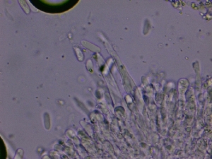 ( - FDS-CA-00861)  @11 [ ] by-nc (2024) Dean Lyons Fungal Diversity Survey