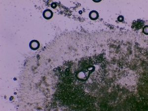  ( - FDS-CA-00861)  @11 [ ] by-nc (2024) Dean Lyons Fungal Diversity Survey
