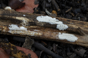  (Hyphoderma sp. CA01 - FDS-CA-00861)  @11 [ ] by-nc (2024) Dean Lyons Fungal Diversity Survey
