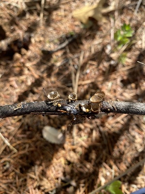  ( - FDS-CA-07535)  @11 [ ] c (2024) Marinna Grijalva Fungal Diversity Survey
